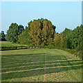 Parkland near Radford Bank, Stafford