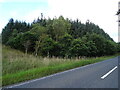 Woodland beside the A73