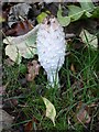 Shaggy Inkcap