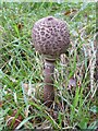 A parasol mushroom