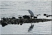 TR0062 : Little egret, Oare by pam fray
