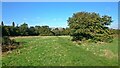 Brentham Meadows