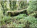 Felled tree near Cross Hill Quarry