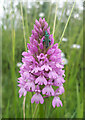 TL4167 : Pyramidal Orchid by the busway by Hugh Venables
