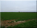 Crop field, Scopwick