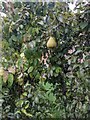 TF0820 : Fruit on a pear tree by Bob Harvey