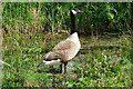 SJ3248 : Canada Goose in the grounds of Erddig Hall by Jeff Buck