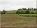 Winter cereals and Caynham Camp