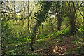 SX9279 : Woodland, Ashcombe by Derek Harper