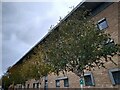 Trees, Wetherby Services