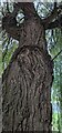 TF0820 : Weeping Willow, Salix × sepulcralis by Bob Harvey