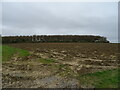 Field towards Crispins Copse