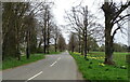 Tree lined minor road near Haverholme Bridge