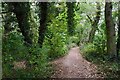 Wooded path near Castle Mill