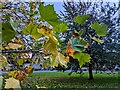 TF0820 : Leaves on the Plane Tree by Bob Harvey