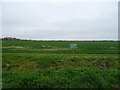 Crop field, Ewerby