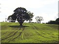 Solitary tree in a newly sown field