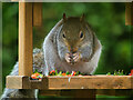SD7807 : Grey Squirrel at the Bird Table by David Dixon