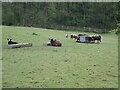 SD4280 : Sheep grazing near Lindale by Eirian Evans