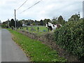 Friendly pony at Sutton