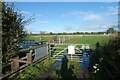 Horses near Murton