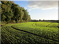 Autumn sown crop near Hucklecroft Cottage