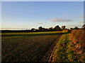 Autumn sown field and Penniment House Farm