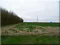 Crop field beside woodland, Willow Farm