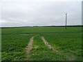 Crop field, Helpringham Fen