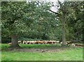 Wroxall Abbey - Cows beneath the trees