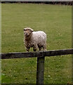 A Devon and Cornwall Long Wool sheep