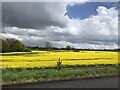 Oilseed rape brightening a dark day