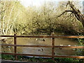 Old pond just south of the railway