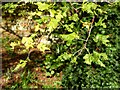 SO8932 : Cut-leaf lime by Philip Halling