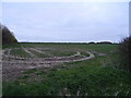 Crop field off North Drove