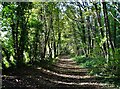 Path leaving Cuckney Hay Wood