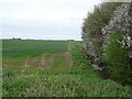 Crop field beside drain, Aslackby Fen