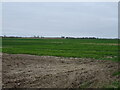 TF1530 : Crop field, Aslackby Fen by JThomas