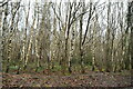 Silver birches, Bedgebury Forest