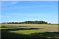 Field near Priors Hall, Lindsell