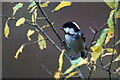 NH3939 : Coal Tit (Periparus ater), Struy by Mike Pennington