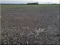 TL6814 : Flat field in Great Waltham by David Howard