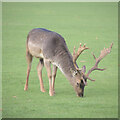 SK9239 : Deer in the deer park by Bob Harvey