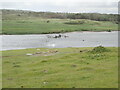 Debris caught in a weir on the River Ogmore