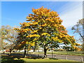 Autumn on Plumstead Common