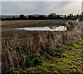 Pond in a brown field, Great Oldbury, Gloucestershire