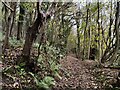 SJ6503 : Shropshire Way in Benthall Edge Wood by Mat Fascione
