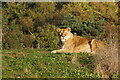 Lioness, Yorkshire Wildlife Park