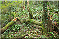 SX8962 : Broken trees, Hollicombe Lake valley by Derek Harper