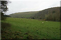 SK1769 : Sheep in the Wye valley by Bill Boaden